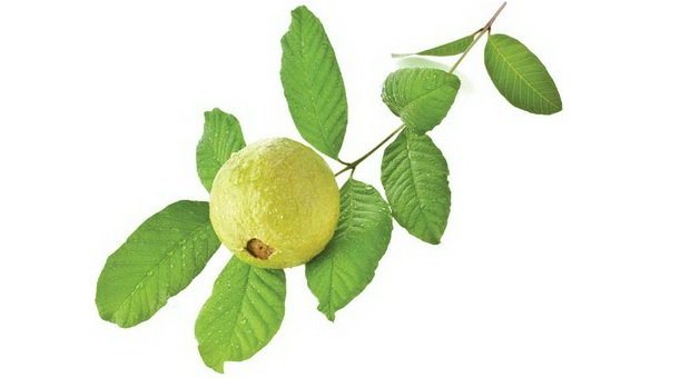 daun jambu
