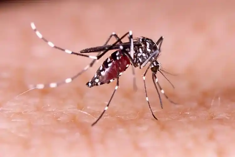 nyamuk wolbachia